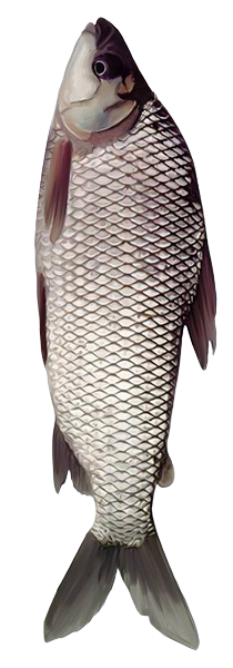 Bocachico