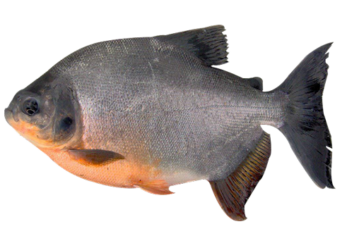 Cachama