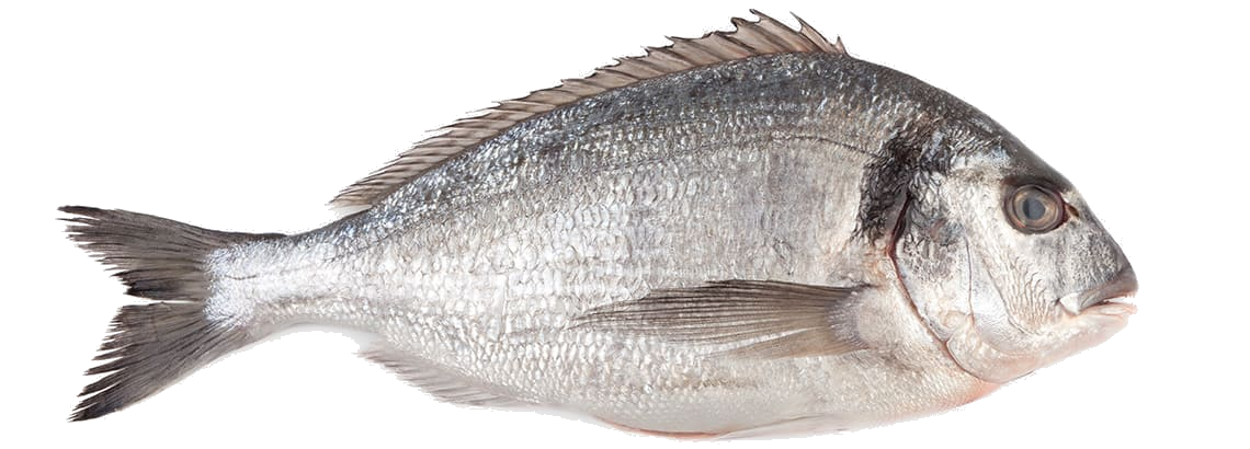 Dorada